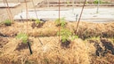 Tomaten wachsen auf Strohballen