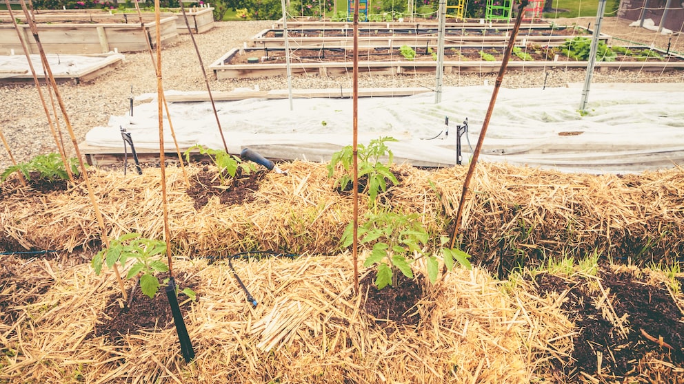 Tomaten wachsen auf Strohballen