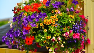 Pflanzen-Trend Millefleurs für Garten und Balkon