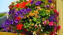 Pflanzen-Trend Millefleurs für Garten und Balkon