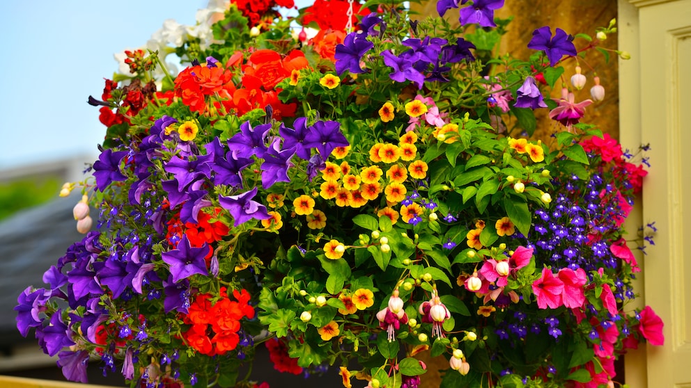 Pflanzen-Trend Millefleurs für Garten und Balkon