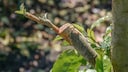 Ein Ast eines veredelten Apfelbaumes