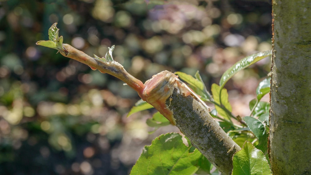 Ein Ast eines veredelten Apfelbaumes