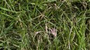 Rasenkrankheit: Korallenfarbene Flecken im Rasen