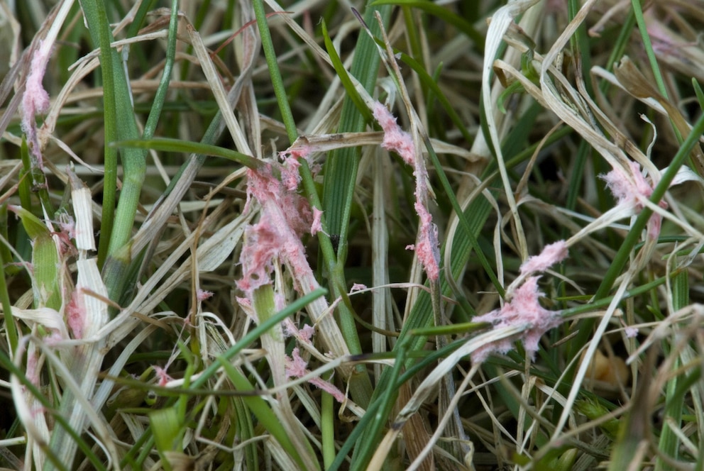 Rasenkrankheit: korallenrote bis rosa Flecken im Rasen deuten auf die Rotspitzigkeit hin