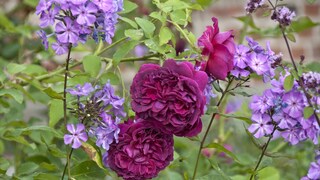 Rosenbegleiter: Phlox und Zierrose