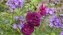 Rosenbegleiter: Phlox und Zierrose