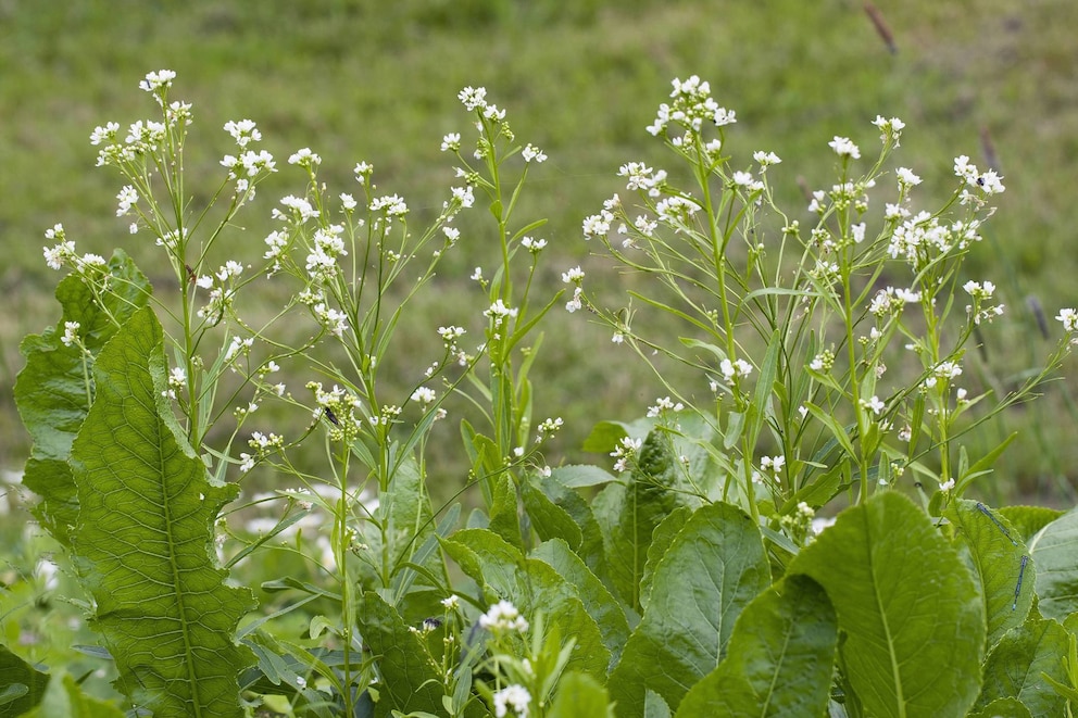 Meerrettich hat zarte weiße Blüten