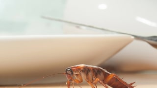 Eine Kakerlake krabbelt über den Tisch