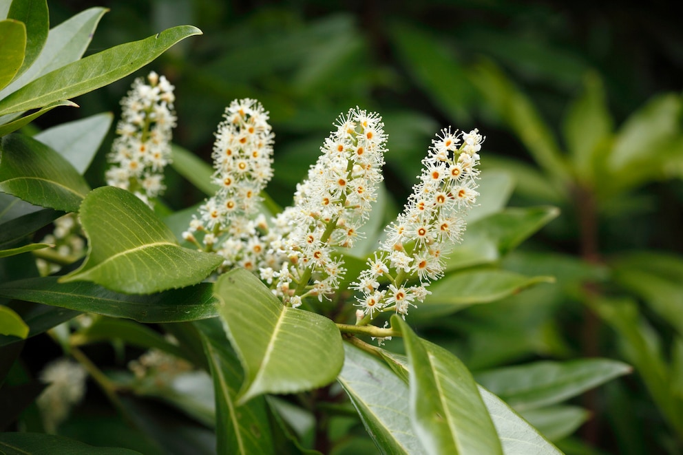 Blüten an einem Kirschlorbeerzweig