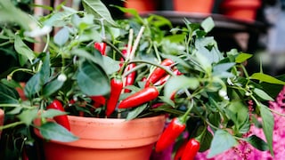 Chili selbst im Garten anpflanzen – Tipps