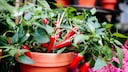 Chili selbst im Garten anpflanzen – Tipps