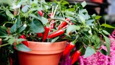 Chili selbst im Garten anpflanzen – Tipps