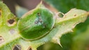 Schildkäfer: grüner Schildkäfer