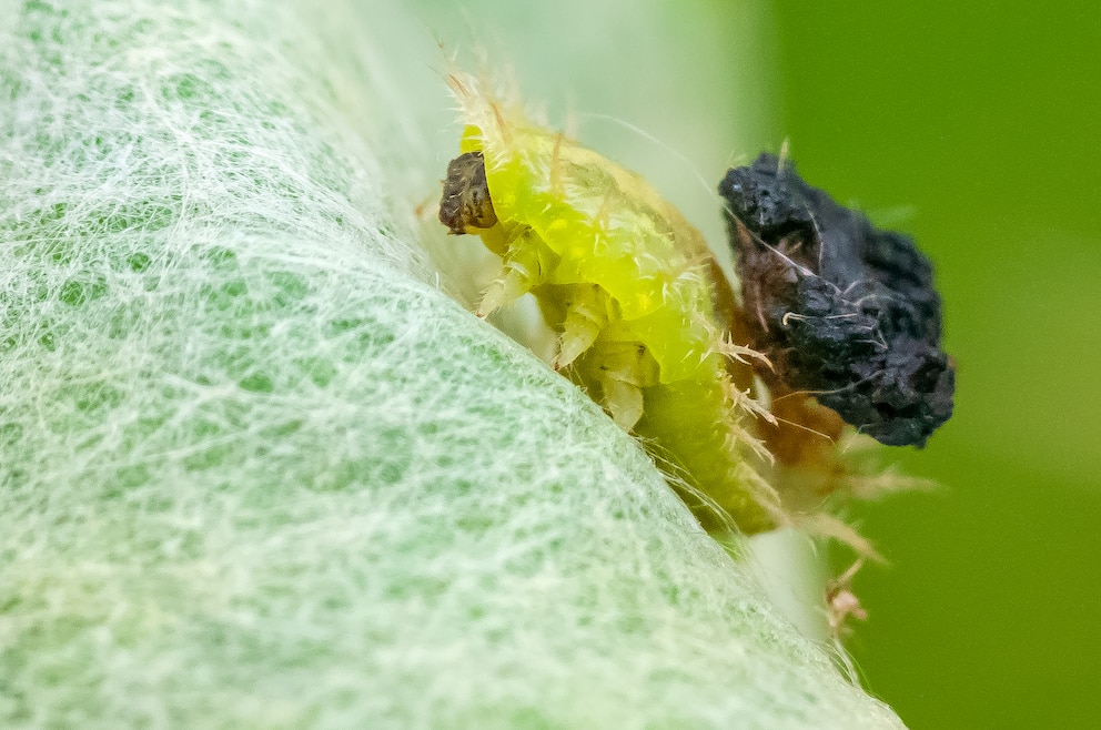 Schildkäfer: Grüner Schildkäufer unter eigenem Kot