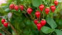 5 häufige Fehler beim Pflegen von Erdbeerpflanzen