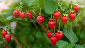 5 häufige Fehler beim Pflegen von Erdbeerpflanzen