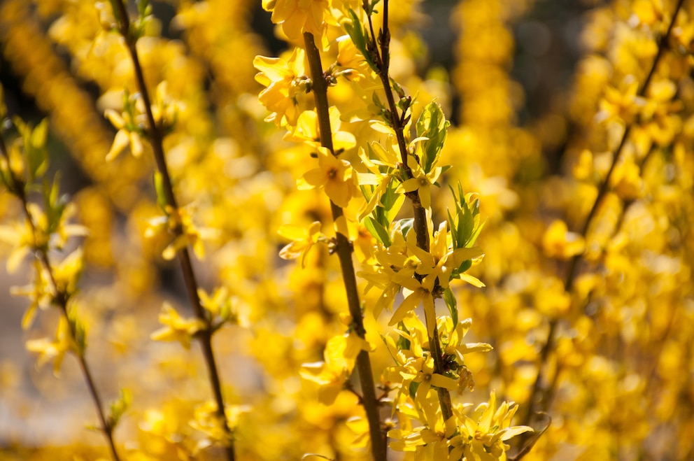 Blühende, gelbe Forsythienzweige