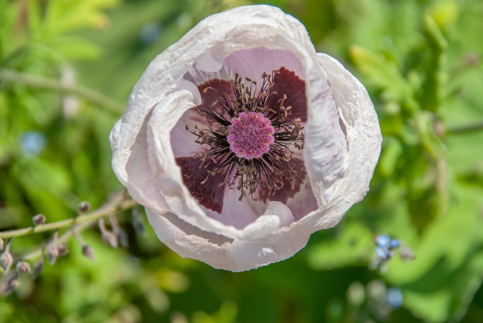 Mohn: Weiße Blüte des Orientalische Mohns 'Perry's White'