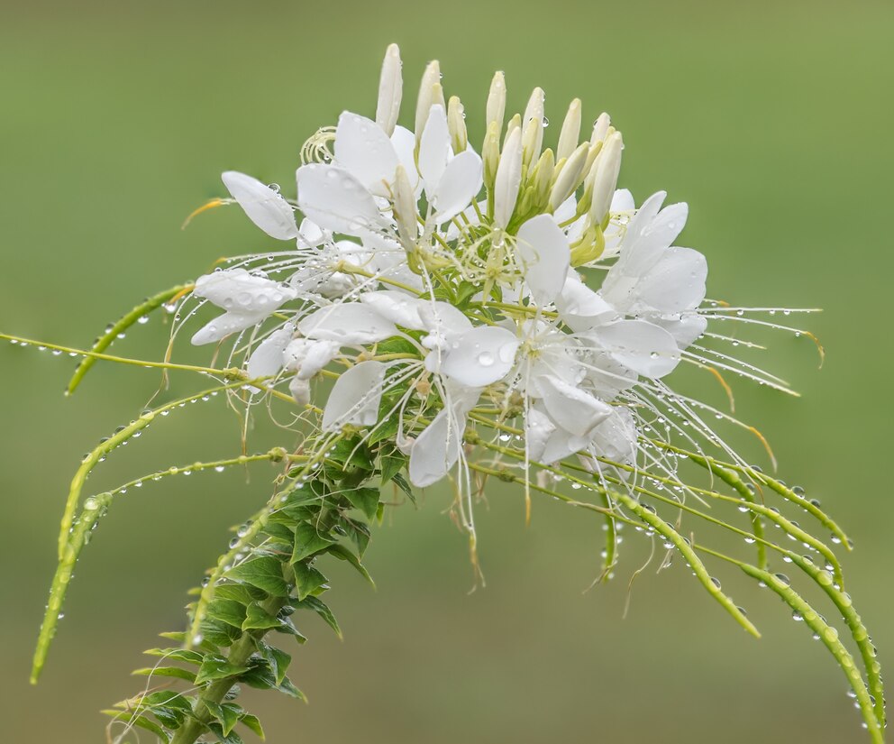 Spinnenblumen gibt es auch in Weiß