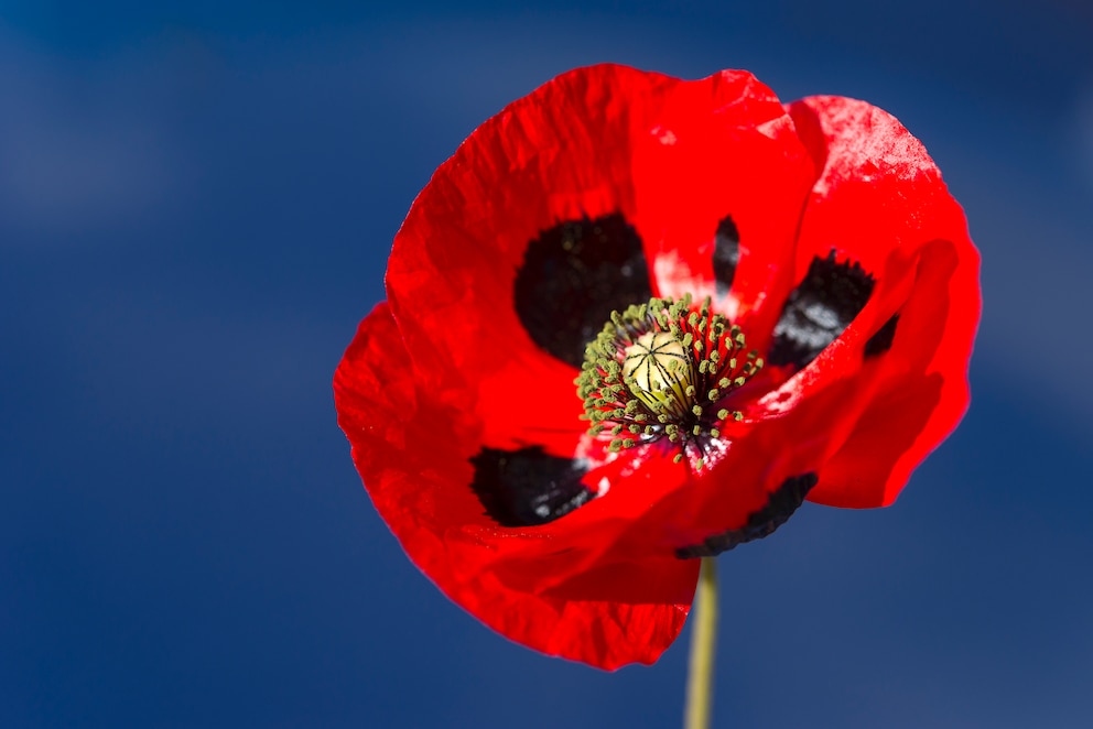 Mohn: Rote Blüte des Marienkäfer-Mohns