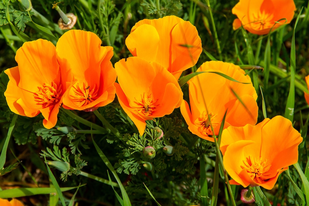 Mohn: Kalifornischer Mohn mit orangenen Blüten