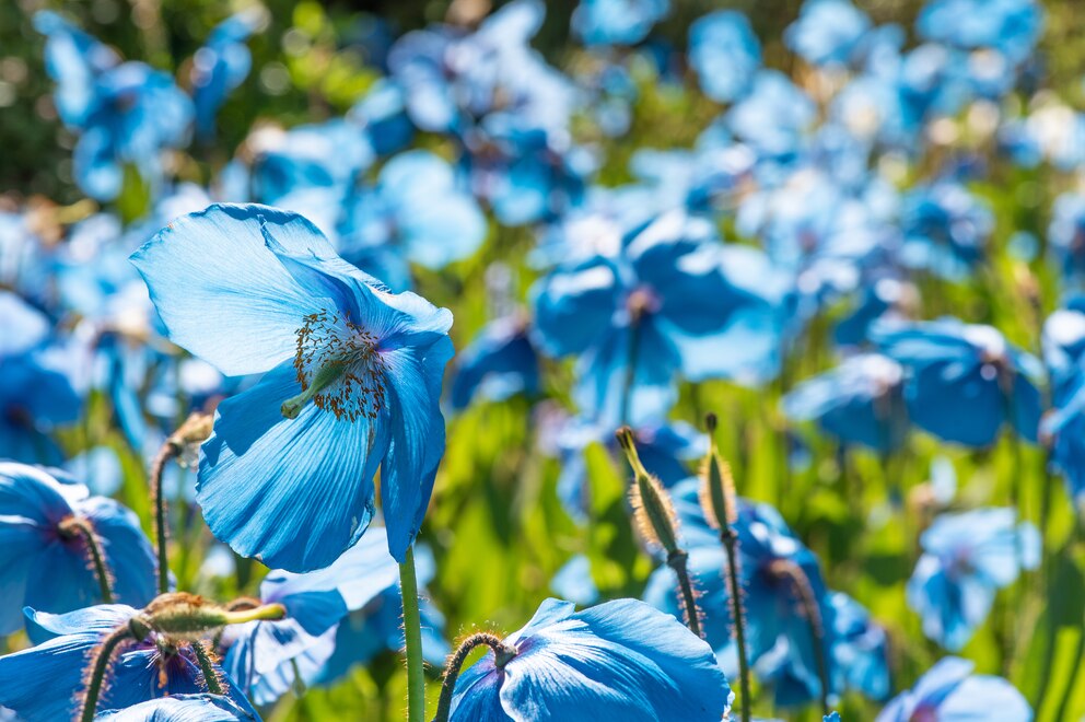 Mohn: Blau blüht der Tibet-Scheinmohn