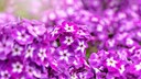 Staudenphlox im Garten anpflanzen und pflegen