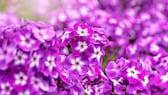 Staudenphlox im Garten anpflanzen und pflegen