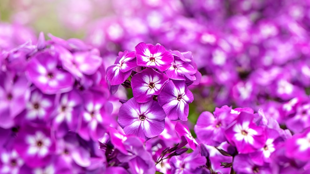 Staudenphlox im Garten anpflanzen und pflegen