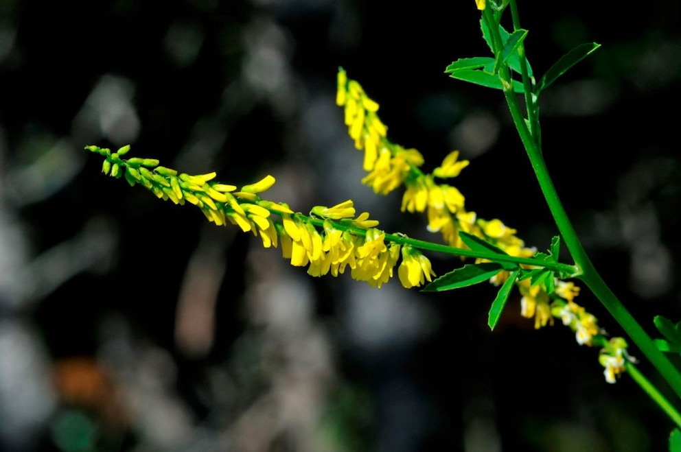 Seinkleezweig mit kleinen gelben Blüten