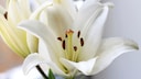 Lilien richtig schneiden, damit sie in der Vase länger frisch bleiben
