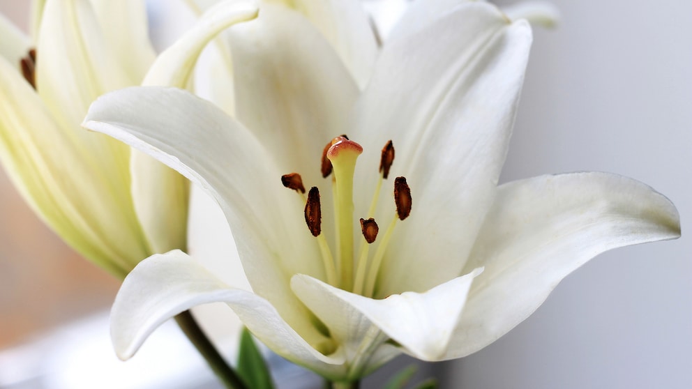 Lilien richtig schneiden, damit sie in der Vase länger frisch bleiben