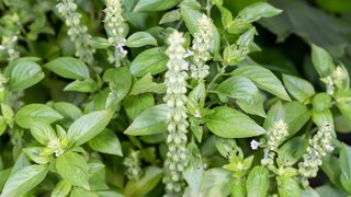 Kann man blühende Kräuter wie Basilikum noch essen?