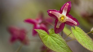 Elfenblume im Garten anpflanzen und pflegen
