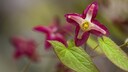 Elfenblume im Garten anpflanzen und pflegen