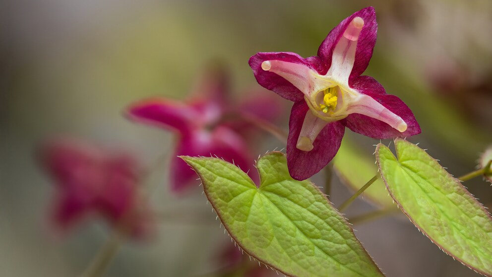 Elfenblume im Garten anpflanzen und pflegen