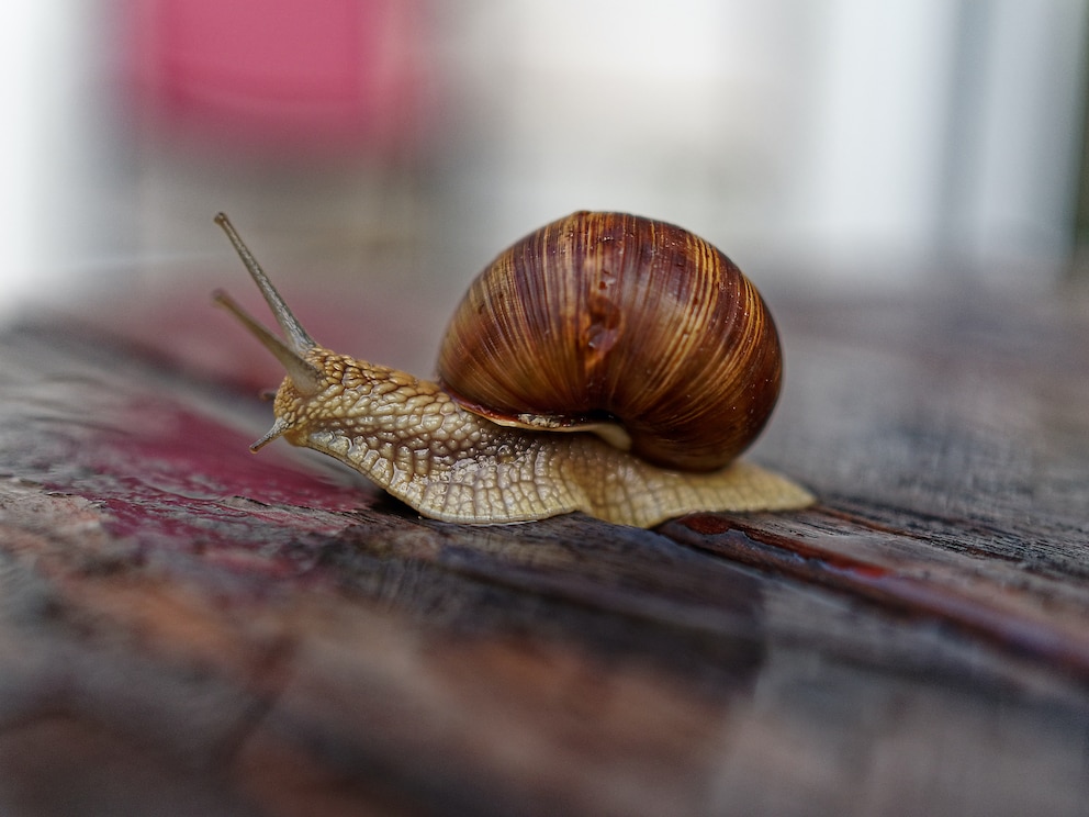 Weinbergschnecken sind gut im Garten