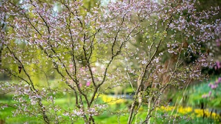 Felsenbirne im Garten pflanzen und pflegen