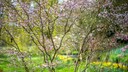 Felsenbirne im Garten pflanzen und pflegen