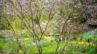 Felsenbirne im Garten pflanzen und pflegen