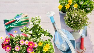 MIt wenig Geld und kleinem Budget den Garten gestalten