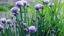 Schnittlauch im Topf und Garten anpflanzen
