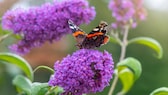 Ein Schmetterling sitzt auf einer Blüte des Sommerflieders