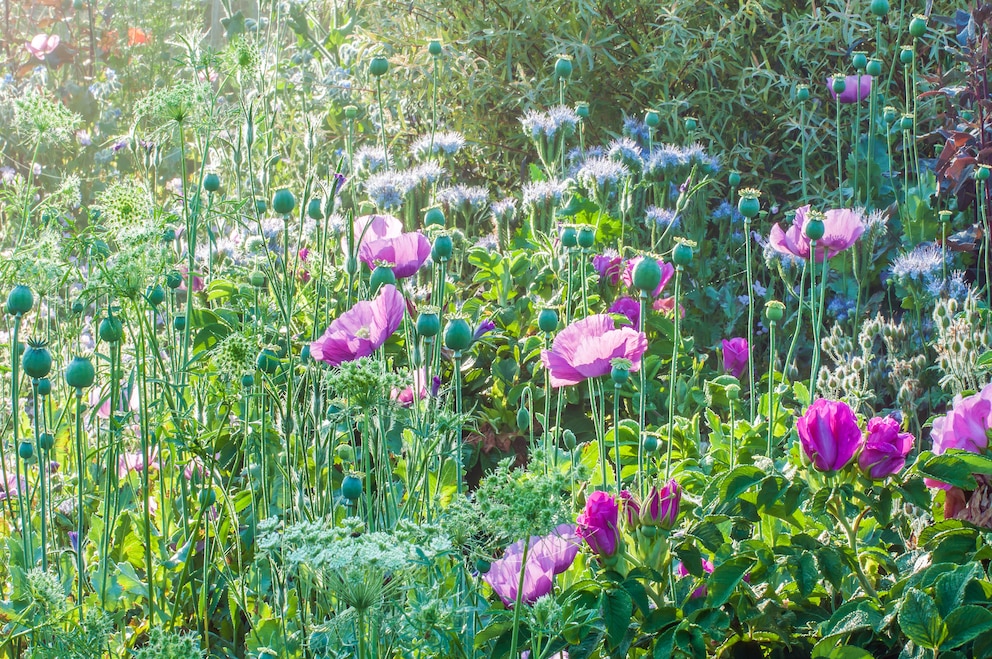 Rosenbegleiter: Mohn und violette Rosen