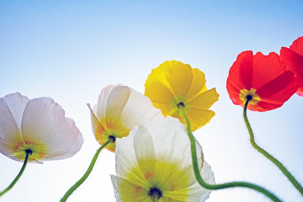 Bunter Klatschmohn