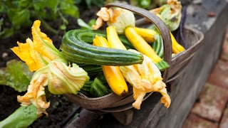 Zucchini und ihre Früchte ernten