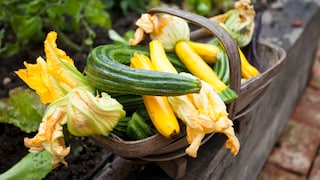 Zucchini und ihre Früchte ernten