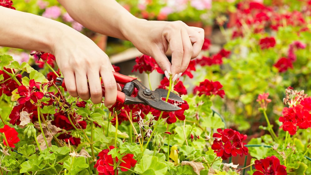 Mit einer Gartenschere werden verwelkte Geranienblüten abgeschnitten.