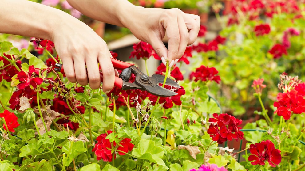 Mit einer Gartenschere werden verwelkte Geranienblüten abgeschnitten.